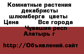 Комнатные растения, декабристы (шлюмберга) цветы › Цена ­ 300 - Все города  »    . Чувашия респ.,Алатырь г.